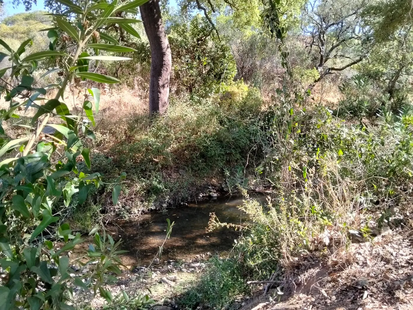 Poça de água na ribeira entre loendros e azinheiras, junto ao parque